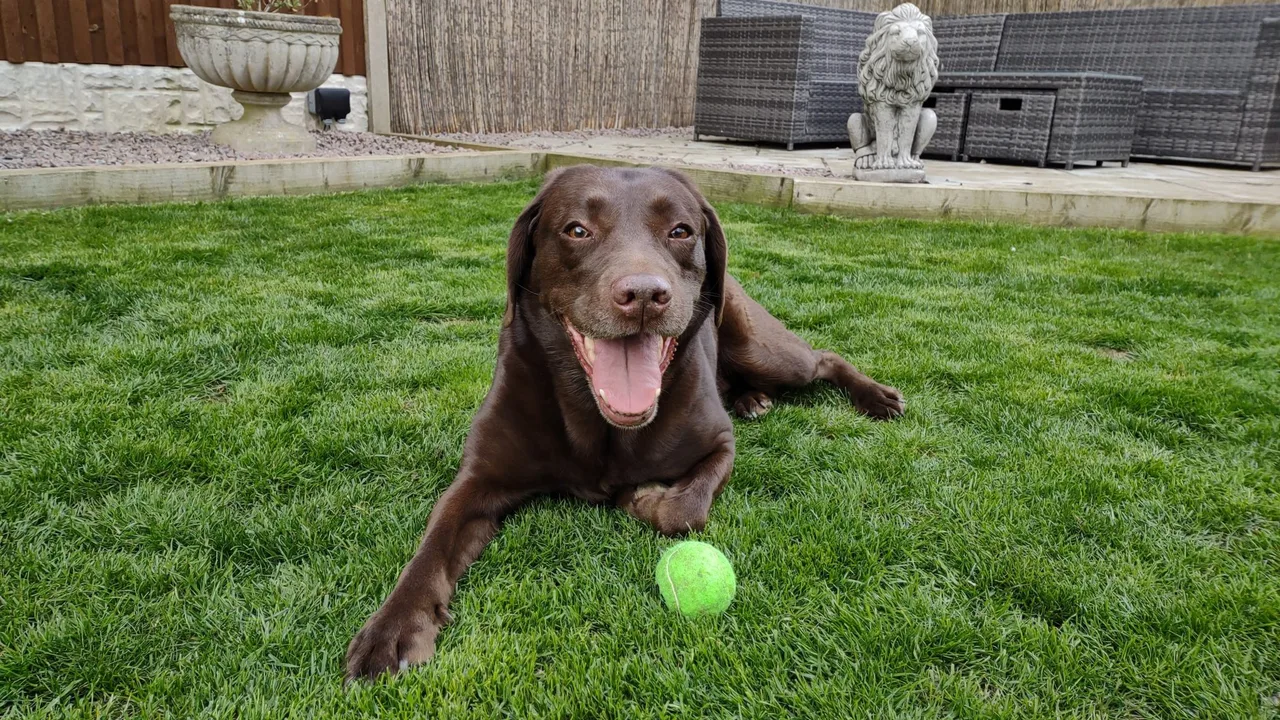 Are Self-Moving Dog Balls Safe? A Practical Safety Checklist — are self moving dog balls safe | GearPuff