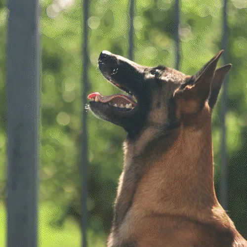 How the BarkWave ultrasonic correction redirects attention during training