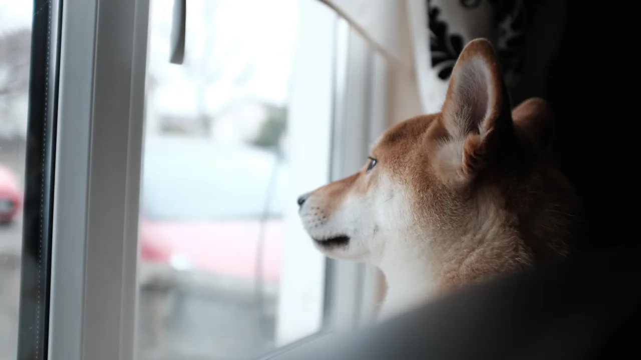 How to Keep a Dog Entertained While You Work From Home — how to keep a dog entertained while you work | GearPuff