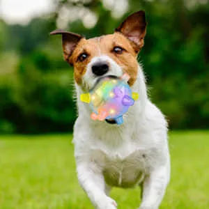Dog playing with a jumping ball outdoors on grass
